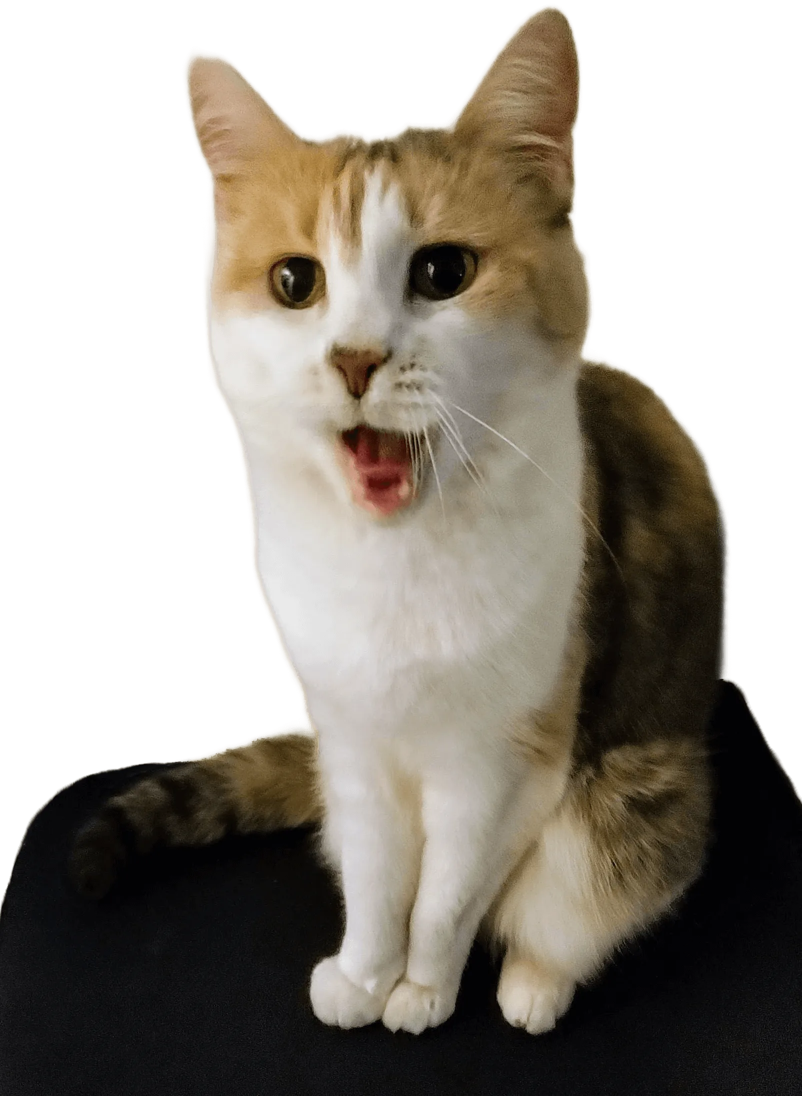 IMG 20240512 215323 (1)